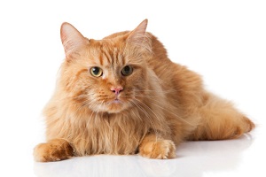 Maine Coon cat on white background.